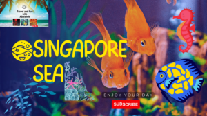 Singapore Aquarium II The must visit place for Aqua Lovers II Jelly Fish